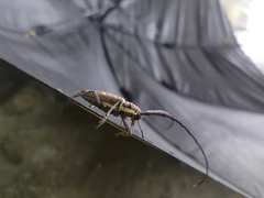 Batocera rubus rubus