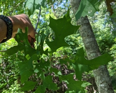 Quercus texana