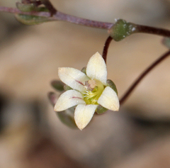 Nemacladus inyoensis