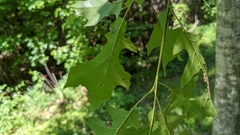 Quercus texana
