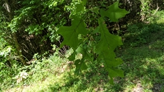 Quercus texana