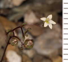 Nemacladus inyoensis