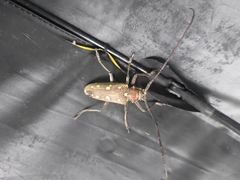 Batocera rubus rubus