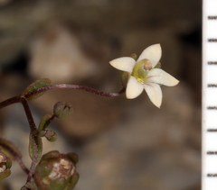 Nemacladus inyoensis