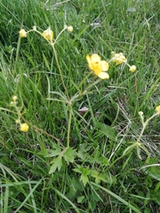 Ranunculus propinquus