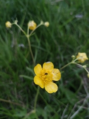 Ranunculus propinquus