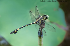 Ictinogomphus pertinax
