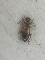 Ischyropalpus subtilissimus