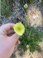 Papaver macounii