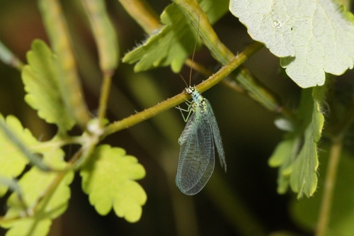 Pearly Green Lacewing photo 3
