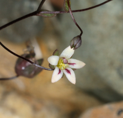 Nemacladus inyoensis