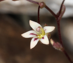 Nemacladus inyoensis