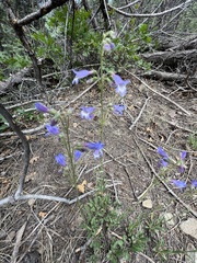 Penstemon griffinii