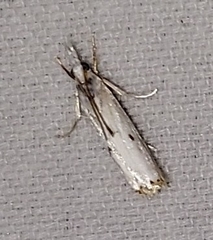 Argyria gonogramma