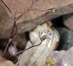 Nemacladus inyoensis