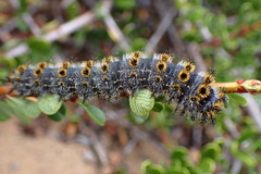 Hemileuca eglanterina