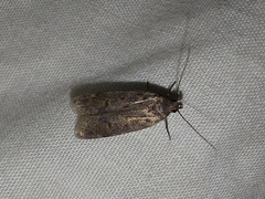 Filatima abactella