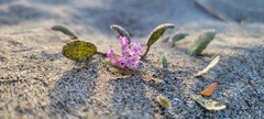 Abronia umbellata breviflora