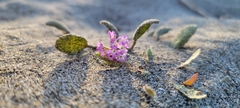 Abronia umbellata breviflora