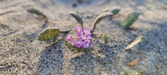 Abronia umbellata breviflora