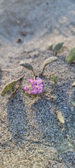Abronia umbellata breviflora