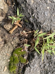 Grimmia laevigata