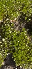 Grimmia laevigata