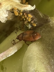 Caplothorax melanopterus