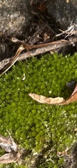 Grimmia laevigata