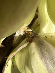 Caplothorax melanopterus