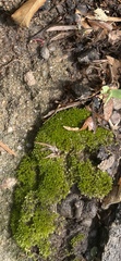 Grimmia laevigata