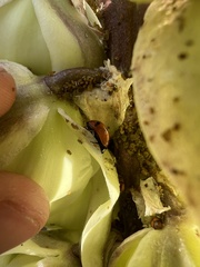 Caplothorax melanopterus