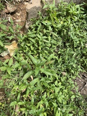 Persicaria lapathifolia