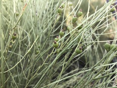 Choretrum glomeratum