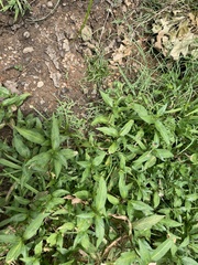 Persicaria lapathifolia
