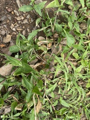 Persicaria lapathifolia