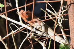 Calotes versicolor
