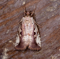 Perigea illicita