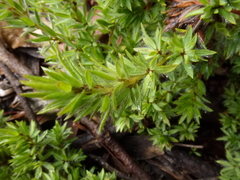 Pultenaea involucrata