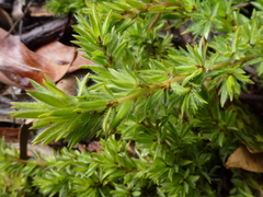 Pultenaea involucrata