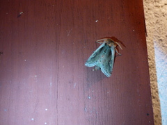 Bellura densa