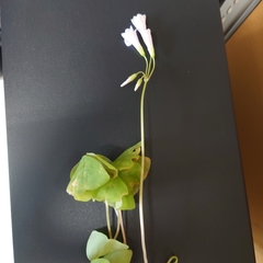 Oxalis triangularis