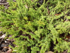 Pultenaea involucrata