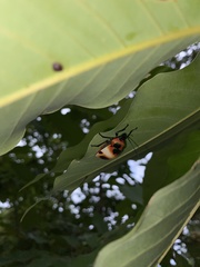 Poecilocoris latus