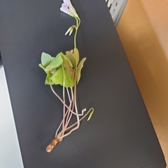Oxalis triangularis