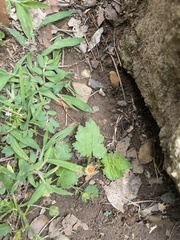 Modiola caroliniana