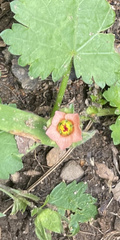 Modiola caroliniana