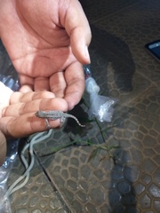 Hemidactylus platyurus