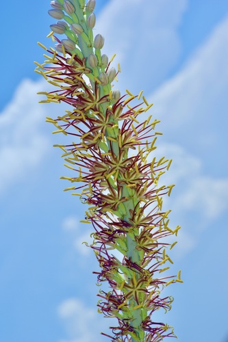 Agave lechuguilla