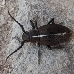 Dorcadion quadrimaculatum